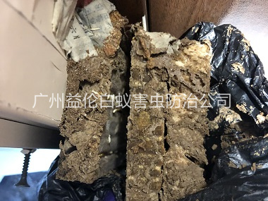 荔湾区白蚁巢防治工程